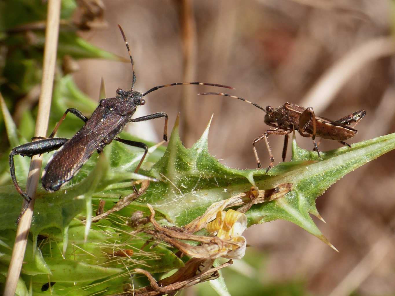 Alydidae (coppia?) su cardo - Camptopus lateralis